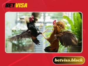 Cá cược trực tiếp đá gà CPC1