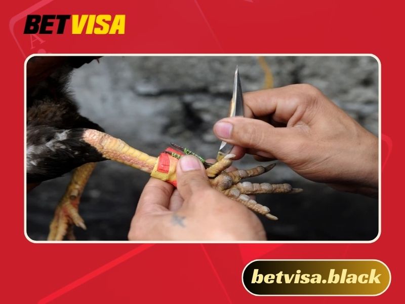 Cách băng cựa gà Thomo