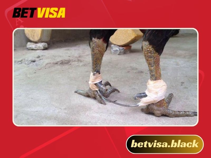 Cách băng cựa gà Thomo