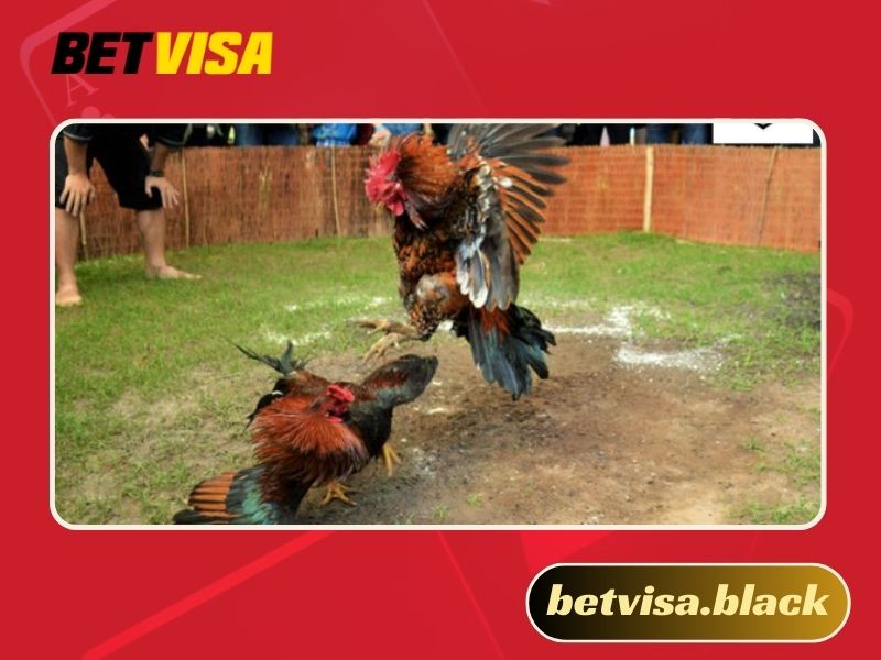 Xem trực tiếp đá gà CPC2